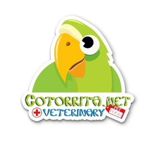Cotorrita Veterinary