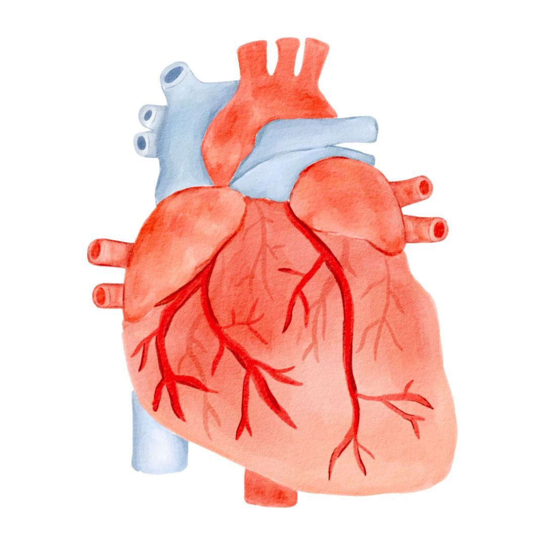 Cardio Rapid, S.R.L.